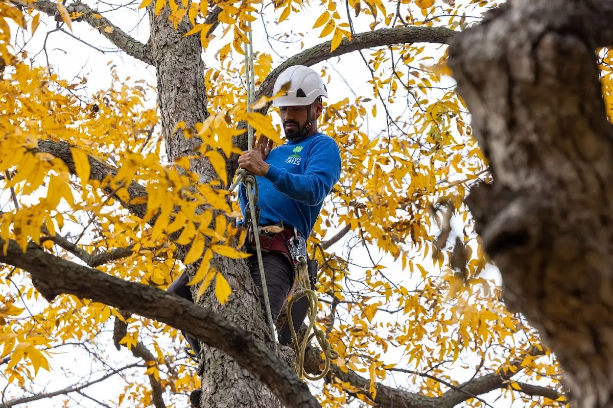 Skilled Tree Trimming crew working in Olmsted