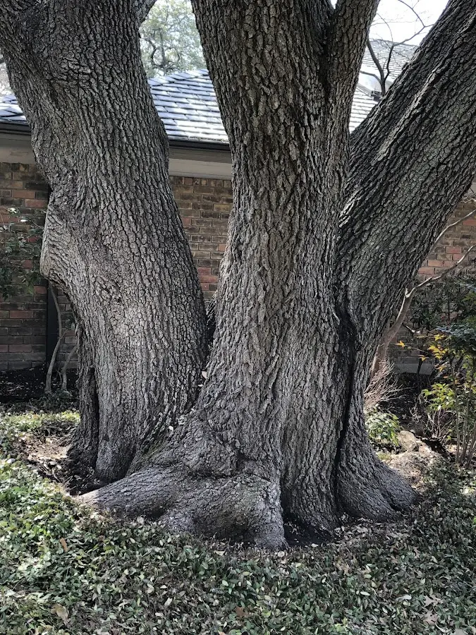 Mature heritage tree close to a Olmsted property cared for by certified arborists